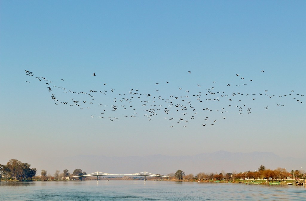 Foto: Navegando por el río Ebro - Deltebre (Tarragona), España