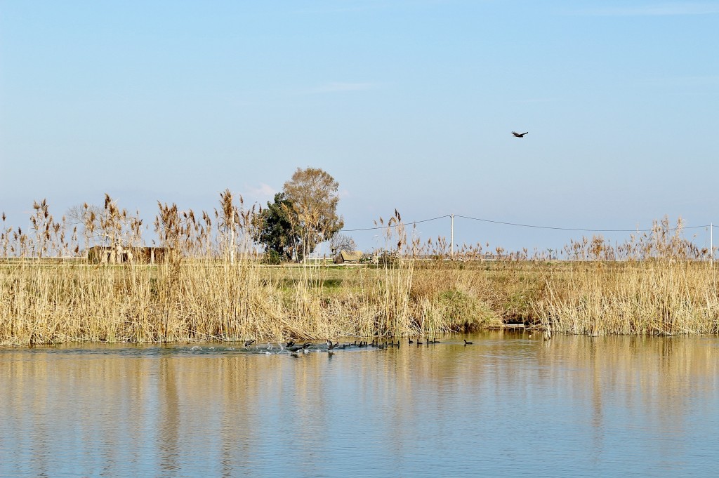 Foto: Navegando por el río Ebro - Deltebre (Tarragona), España