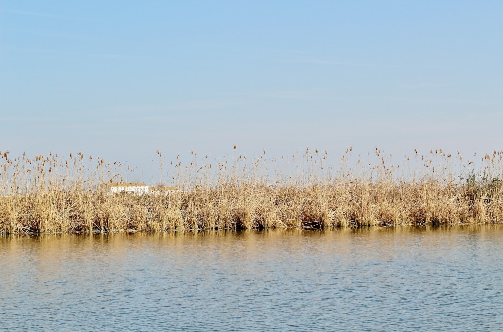 Foto: Navegando por el río Ebro - Deltebre (Tarragona), España