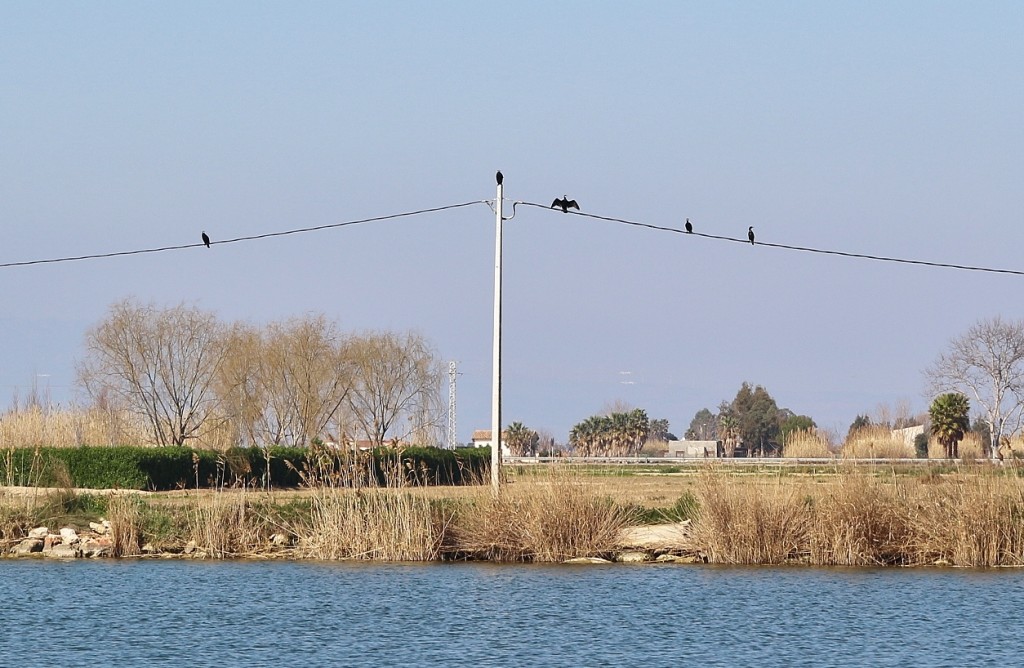 Foto: Navegando por el río Ebro - Deltebre (Tarragona), España