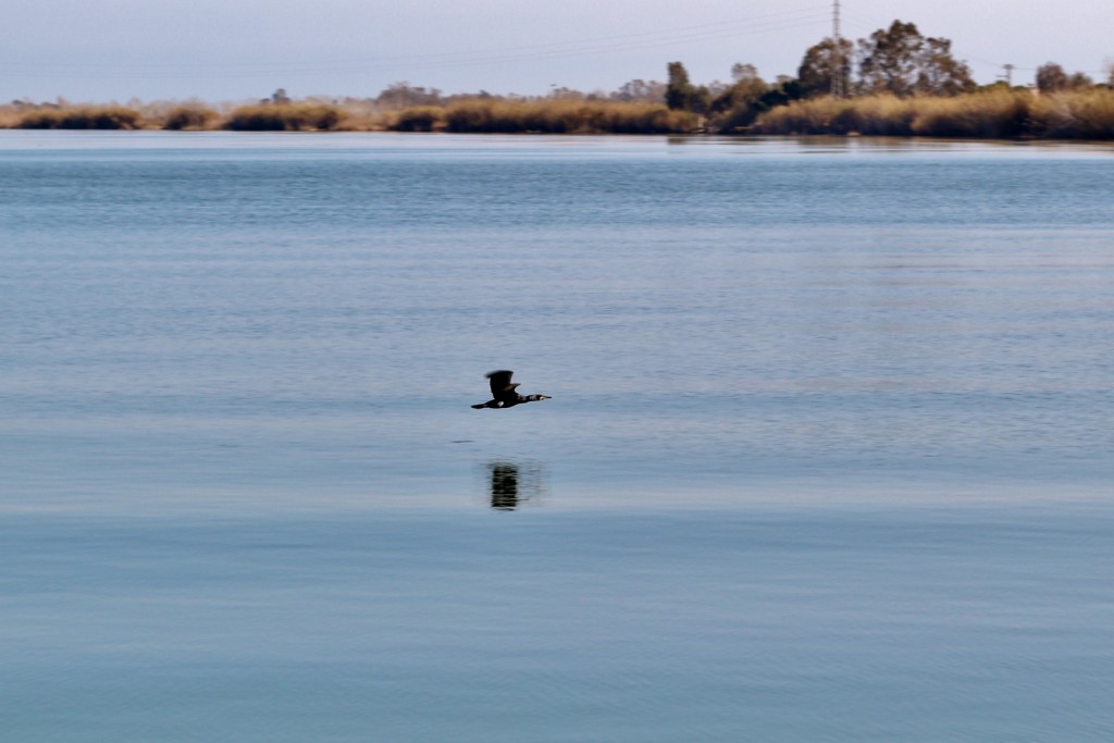 Foto: Navegando por el río Ebro - Deltebre (Tarragona), España