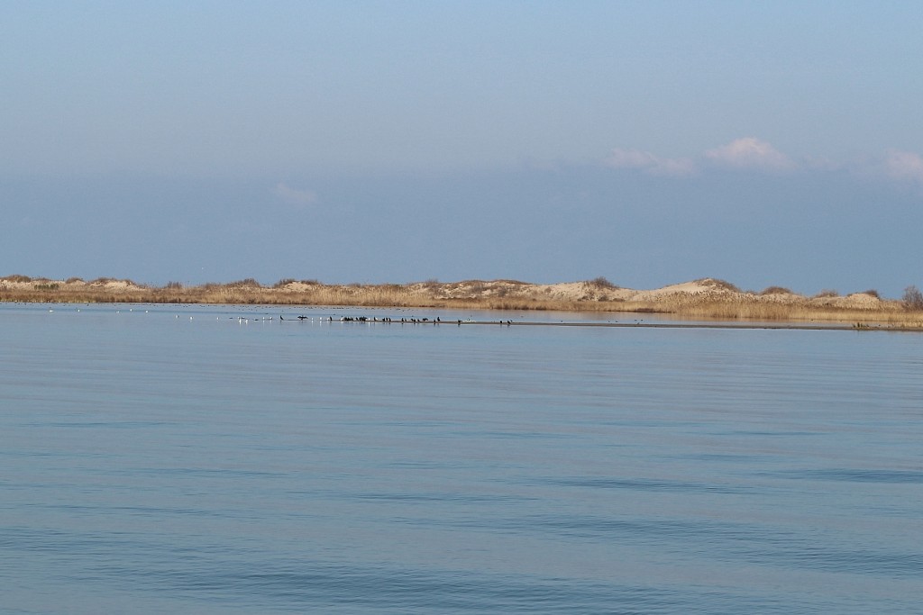 Foto: Navegando por el río Ebro - Deltebre (Tarragona), España