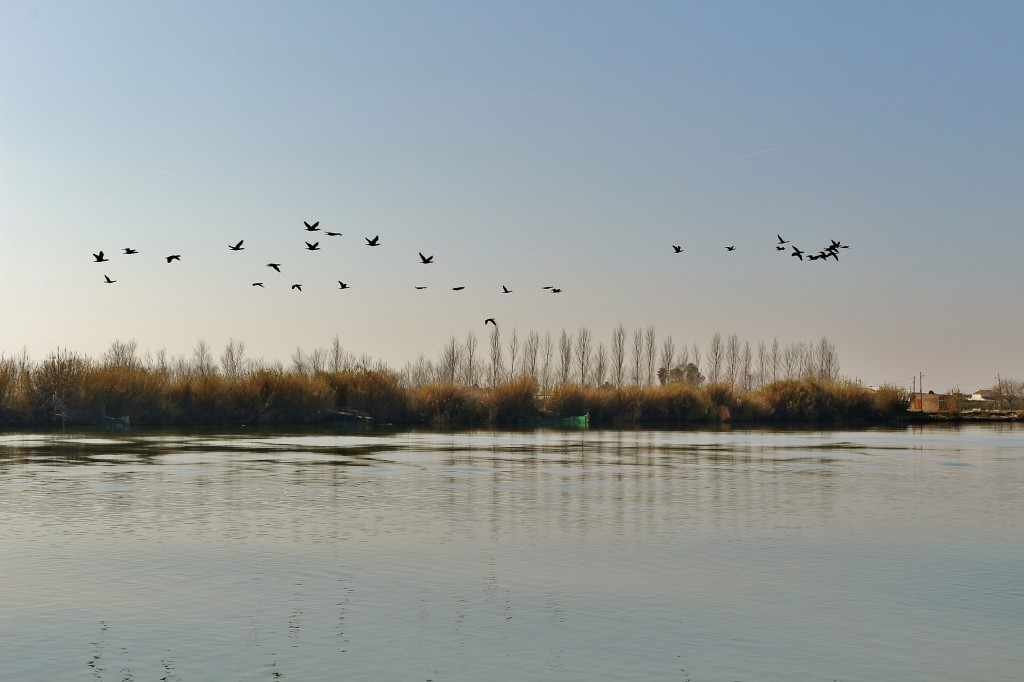 Foto: Navegando por el río Ebro - Deltebre (Tarragona), España