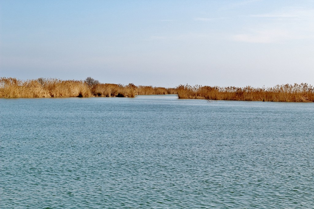 Foto: Navegando por el río Ebro - Deltebre (Tarragona), España