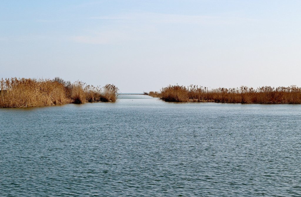 Foto: Navegando por el río Ebro - Deltebre (Tarragona), España