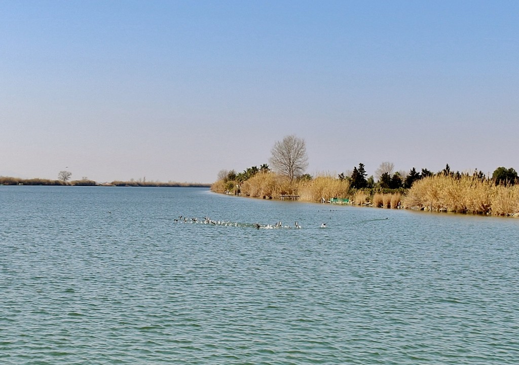 Foto: Navegando por el río Ebro - Deltebre (Tarragona), España