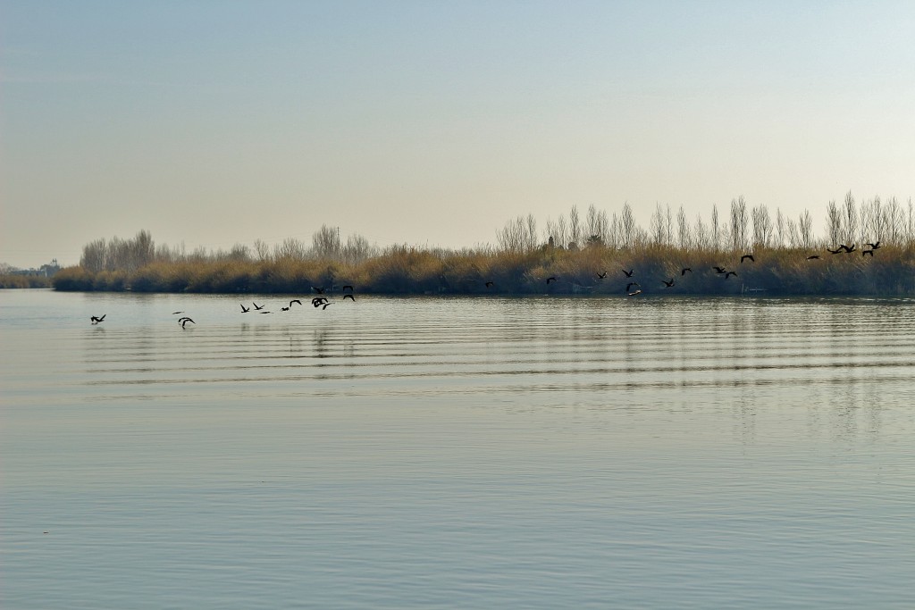 Foto: Navegando por el río Ebro - Deltebre (Tarragona), España