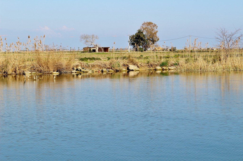 Foto: Navegando por el río Ebro - Deltebre (Tarragona), España