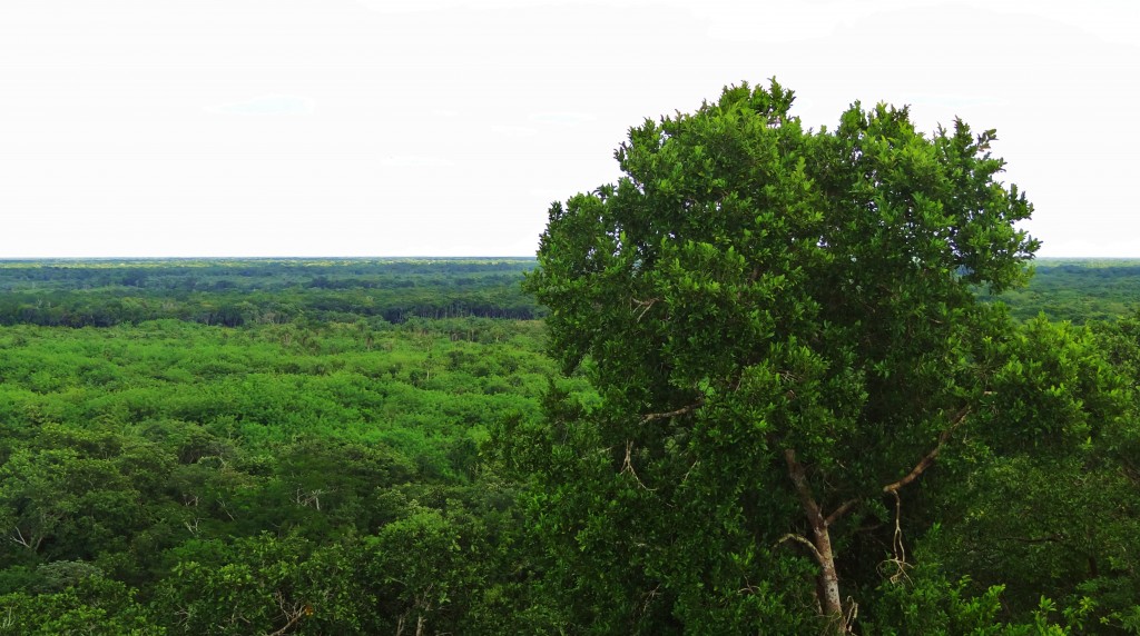 Foto: Selva yucateca - Ek Balam (Yucatán), México