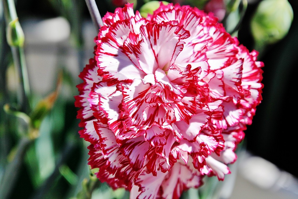 Foto: Exposición de claveles - Sitges (Barcelona), España