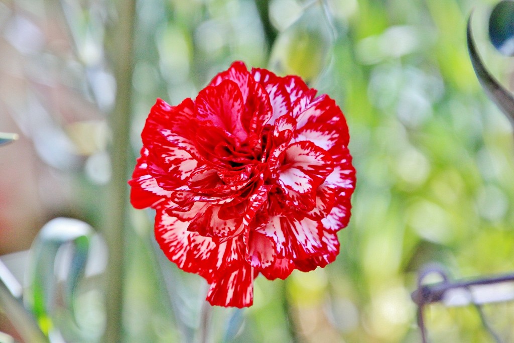 Foto: Exposición de claveles - Sitges (Barcelona), España