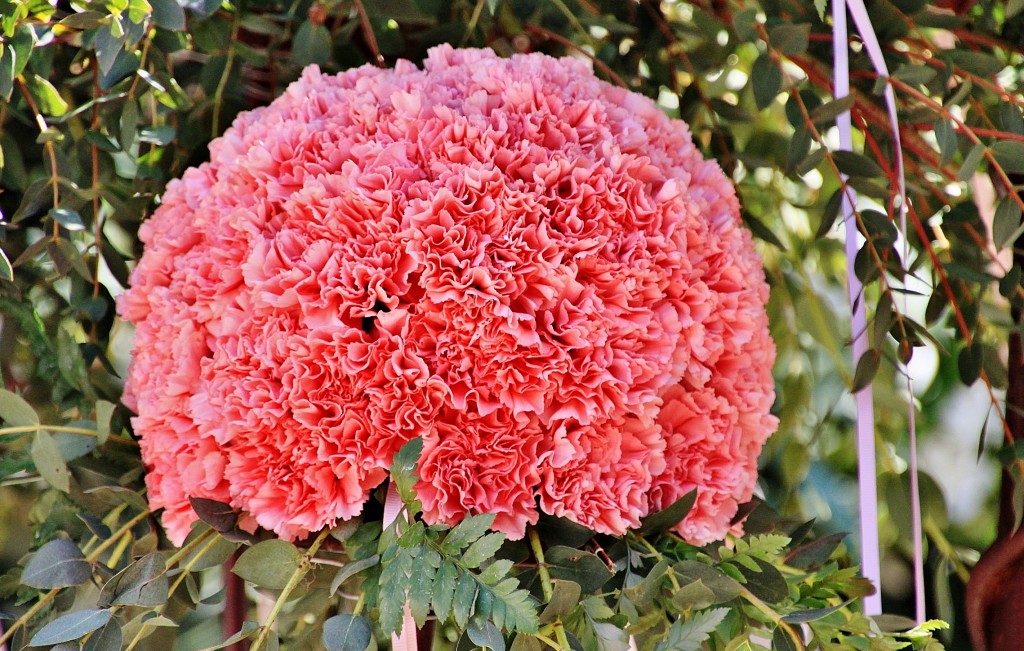 Foto: Exposición de claveles - Sitges (Barcelona), España