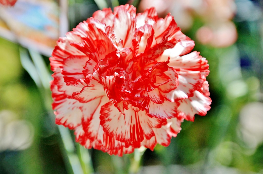 Foto: Exposición de claveles - Sitges (Barcelona), España