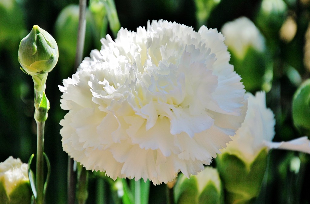 Foto: Exposición de claveles - Sitges (Barcelona), España