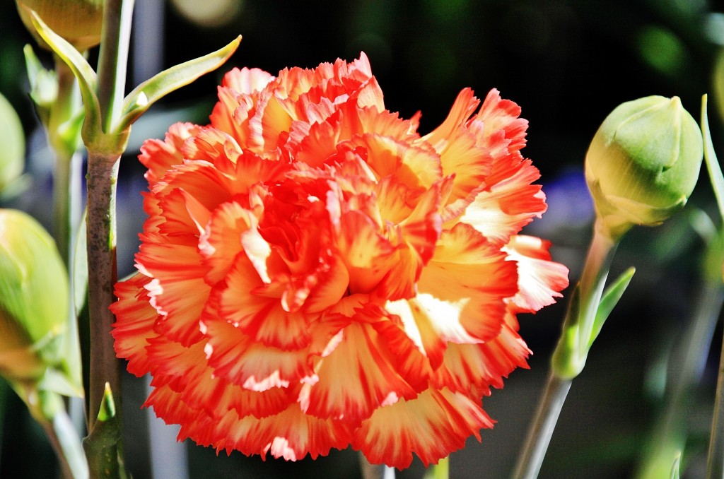 Foto: Exposición de claveles - Sitges (Barcelona), España