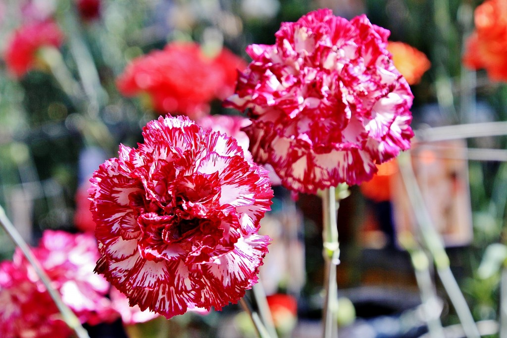Foto: Exposición de claveles - Sitges (Barcelona), España