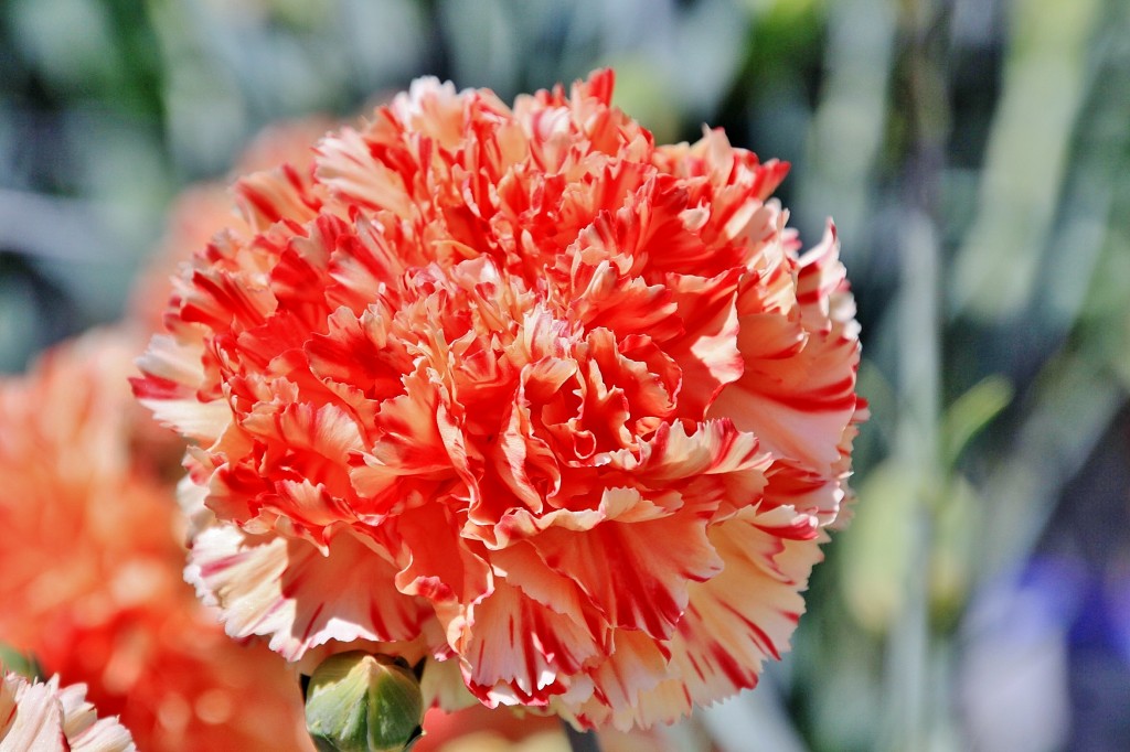 Foto: Exposición de claveles - Sitges (Barcelona), España