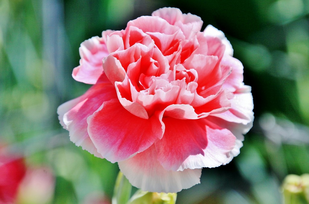 Foto: Exposición de claveles - Sitges (Barcelona), España