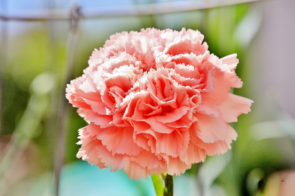 Foto: Exposición de claveles - Sitges (Barcelona), España