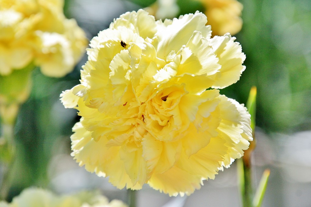 Foto: Exposición de claveles - Sitges (Barcelona), España