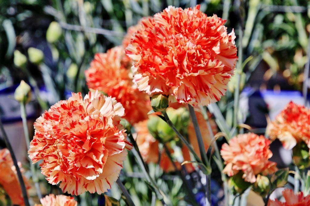 Foto: Exposición de claveles - Sitges (Barcelona), España