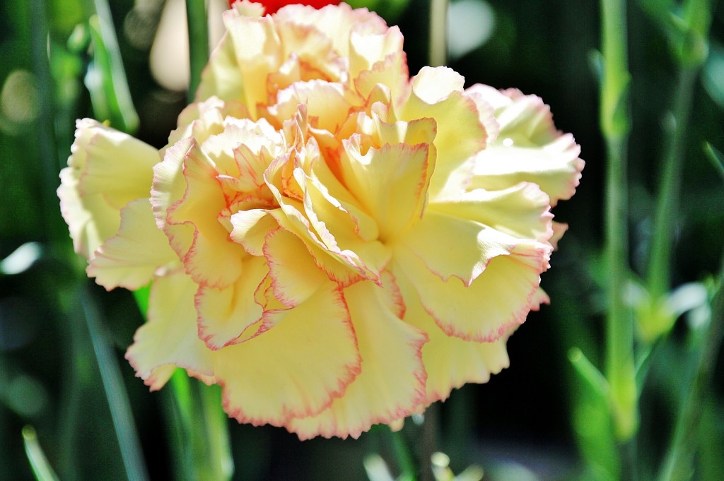 Foto: Exposición de claveles - Sitges (Barcelona), España