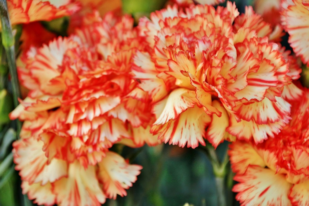 Foto: Exposición de claveles - Sitges (Barcelona), España