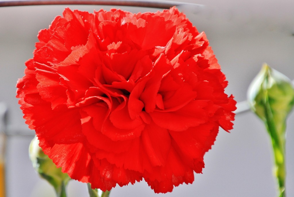 Foto: Exposición de claveles - Sitges (Barcelona), España