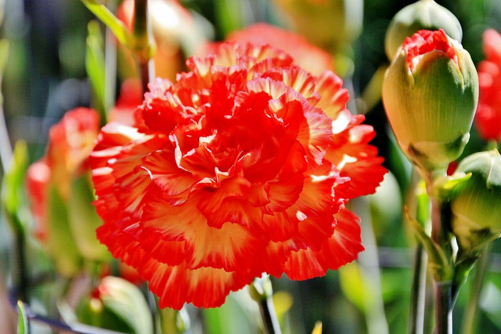Foto: Exposición de claveles - Sitges (Barcelona), España