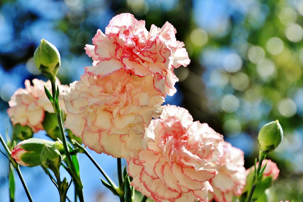 Foto: Exposición de claveles - Sitges (Barcelona), España