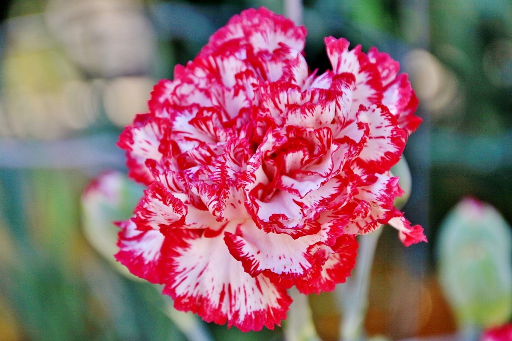 Foto: Exposición de claveles - Sitges (Barcelona), España
