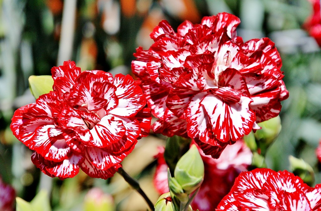 Foto: Exposición de claveles - Sitges (Barcelona), España