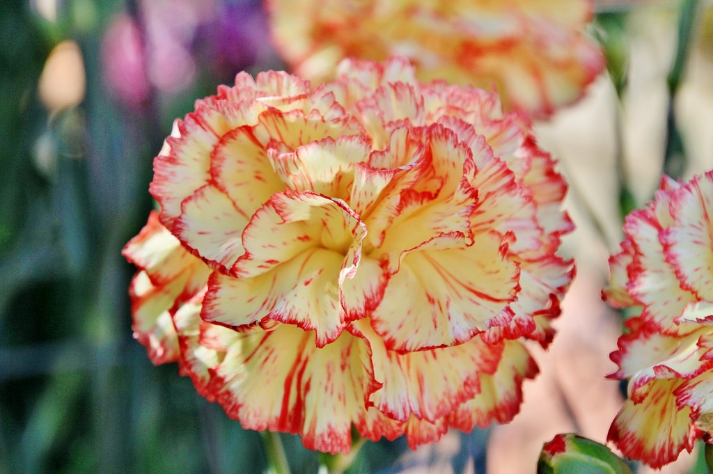 Foto: Exposición de claveles - Sitges (Barcelona), España