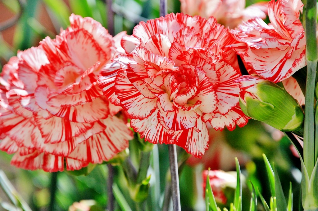 Foto: Exposición de claveles - Sitges (Barcelona), España