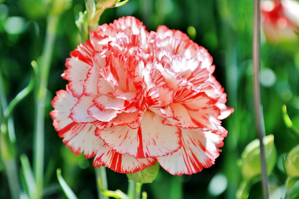 Foto: Exposición de claveles - Sitges (Barcelona), España