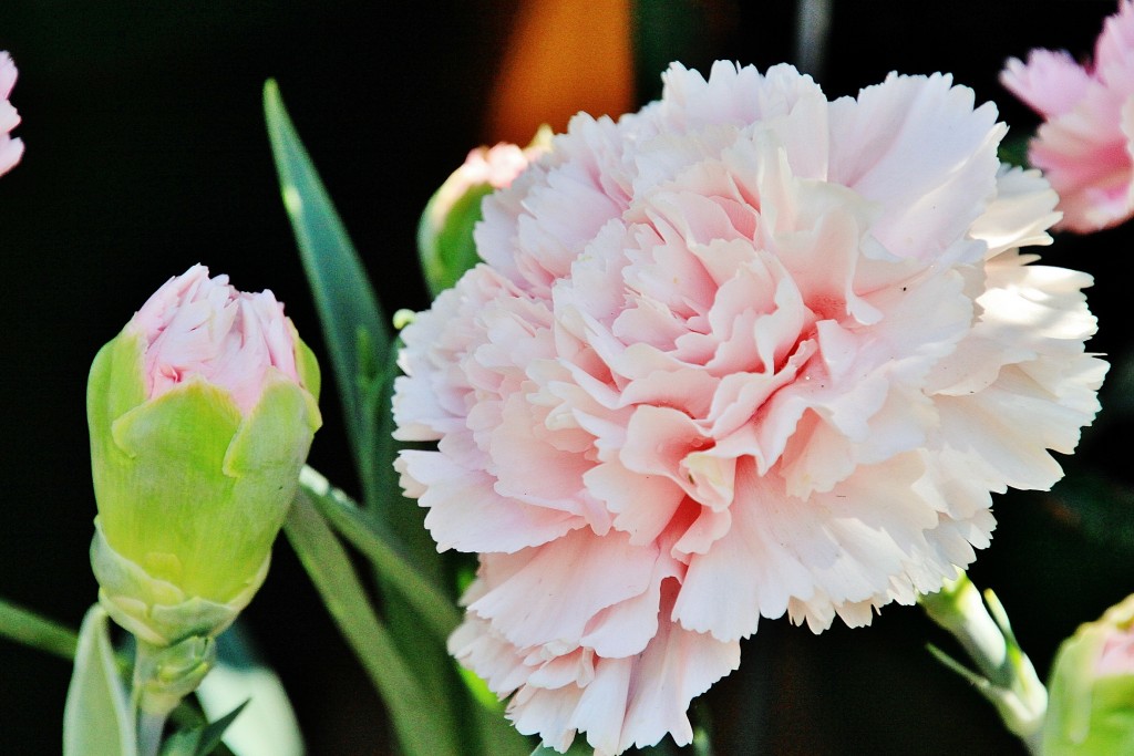 Foto: Exposición de claveles - Sitges (Barcelona), España