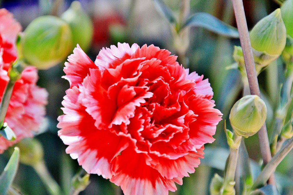 Foto: Exposición de claveles - Sitges (Barcelona), España