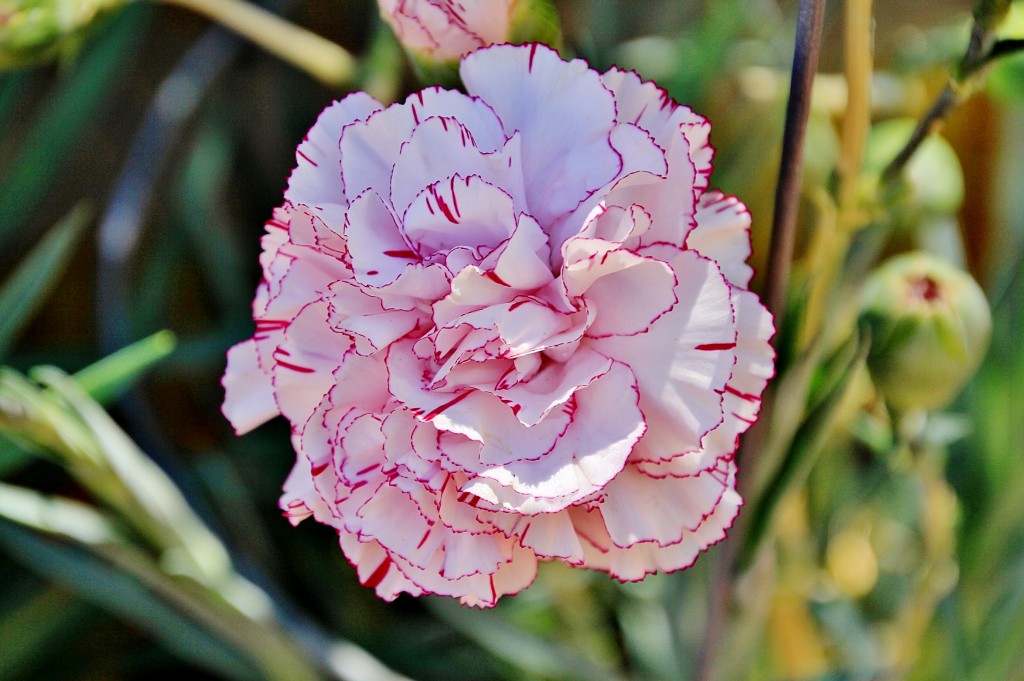Foto: Exposición de claveles - Sitges (Barcelona), España