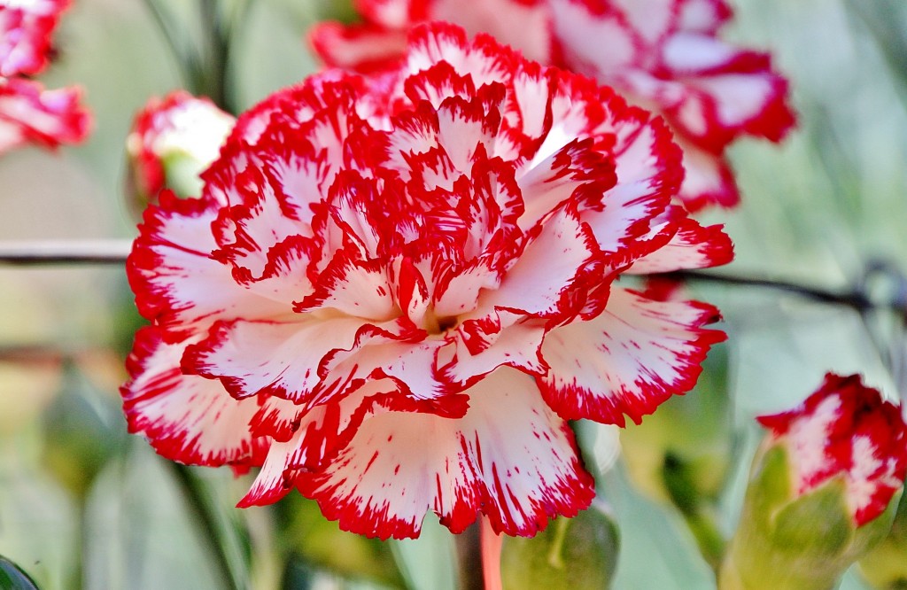 Foto: Exposición de claveles - Sitges (Barcelona), España