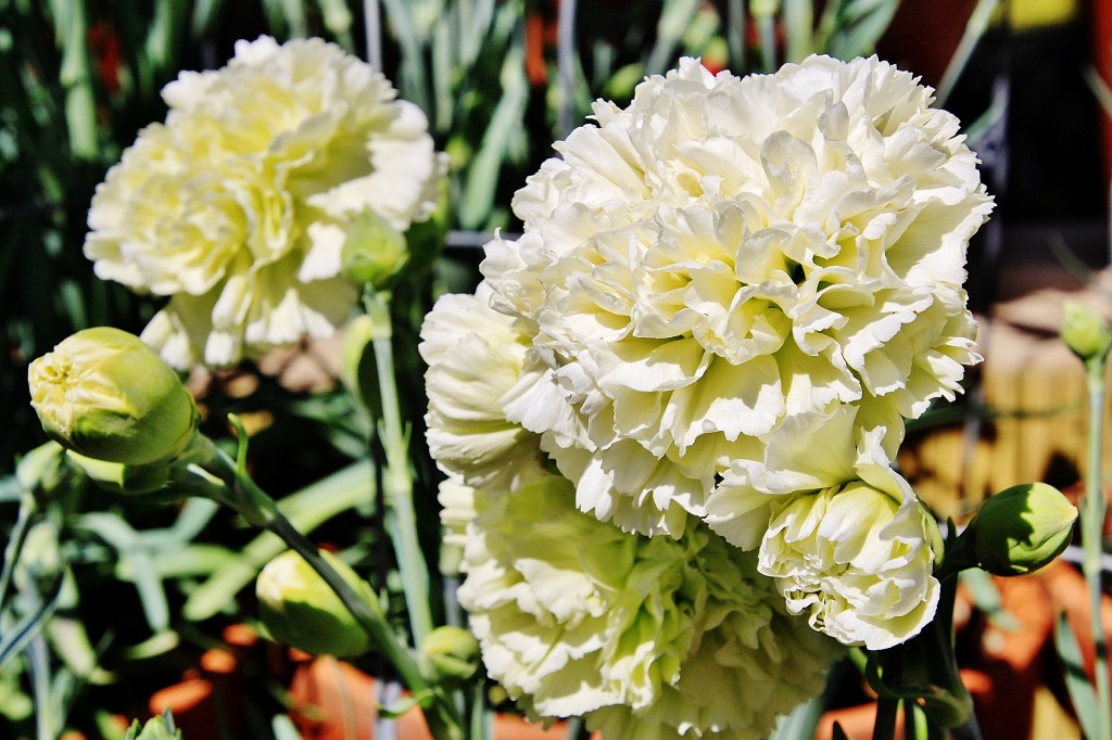 Foto: Exposición de claveles - Sitges (Barcelona), España