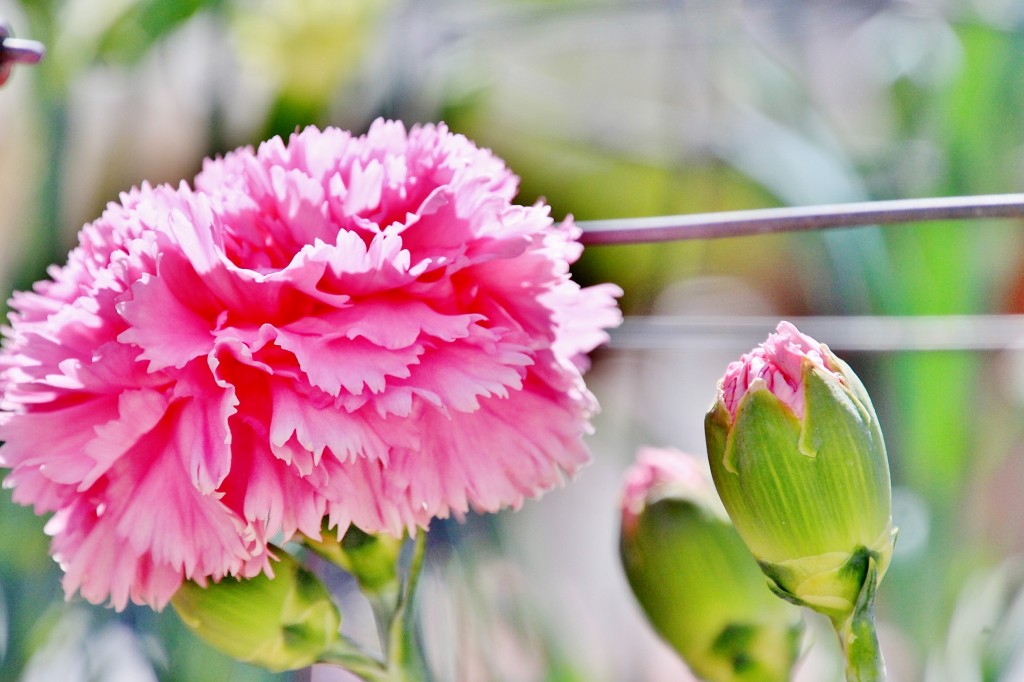 Foto: Exposición de claveles - Sitges (Barcelona), España