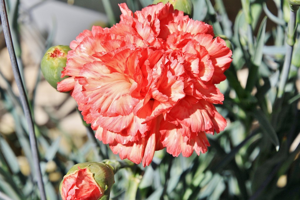Foto: Exposición de claveles - Sitges (Barcelona), España