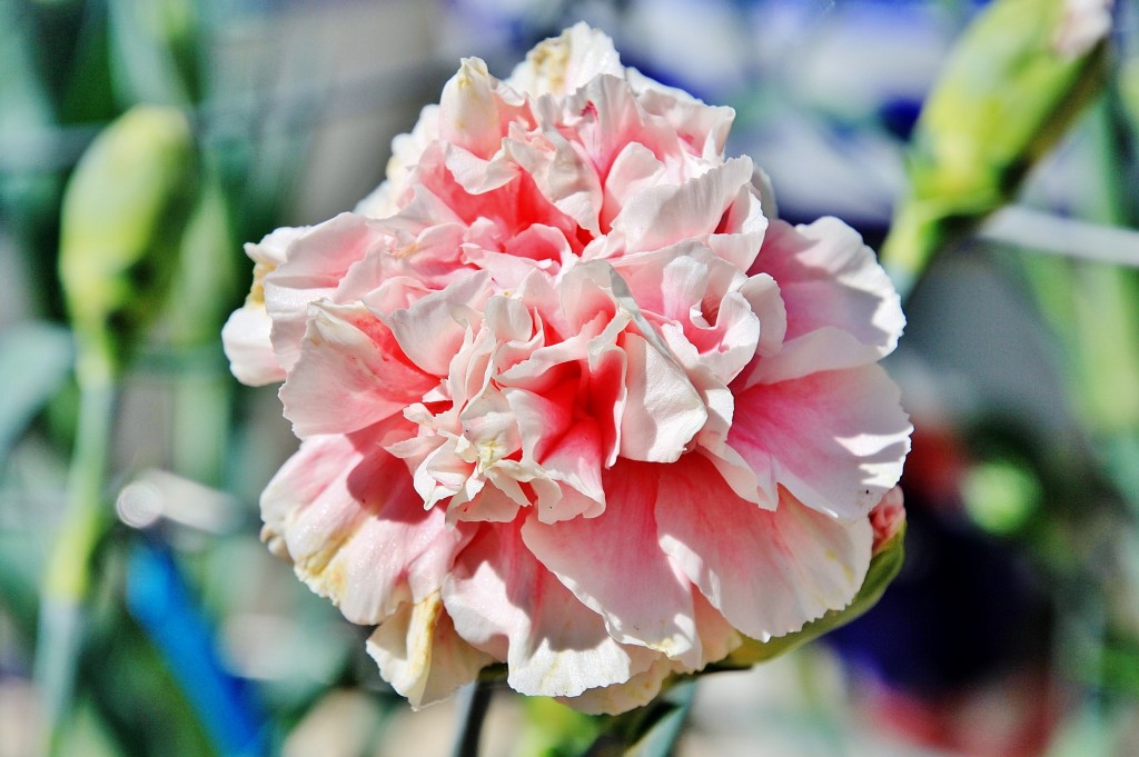 Foto: Exposición de claveles - Sitges (Barcelona), España