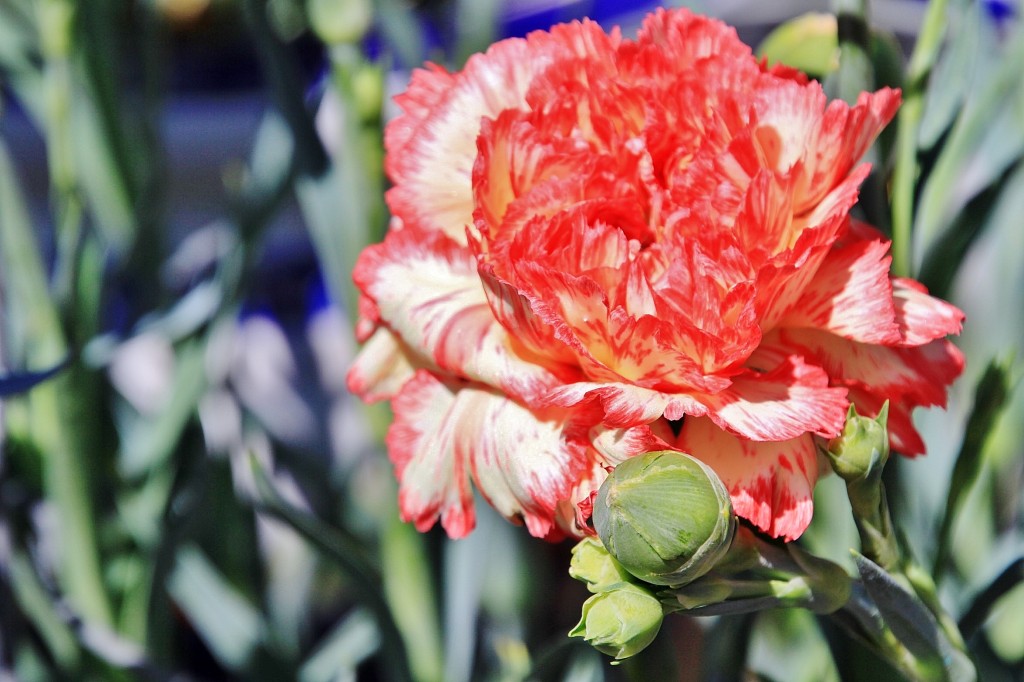 Foto: Exposición de claveles - Sitges (Barcelona), España