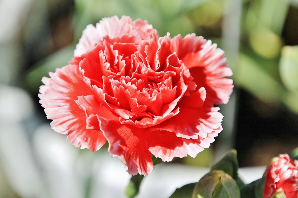 Foto: Exposición de claveles - Sitges (Barcelona), España