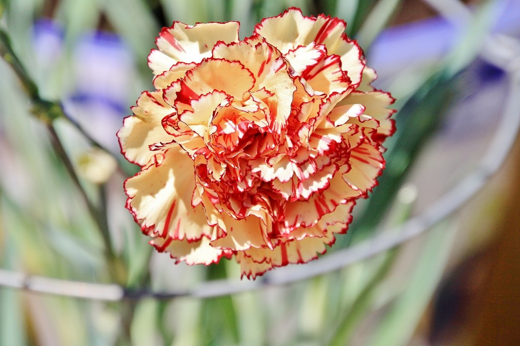 Foto: Exposición de claveles - Sitges (Barcelona), España