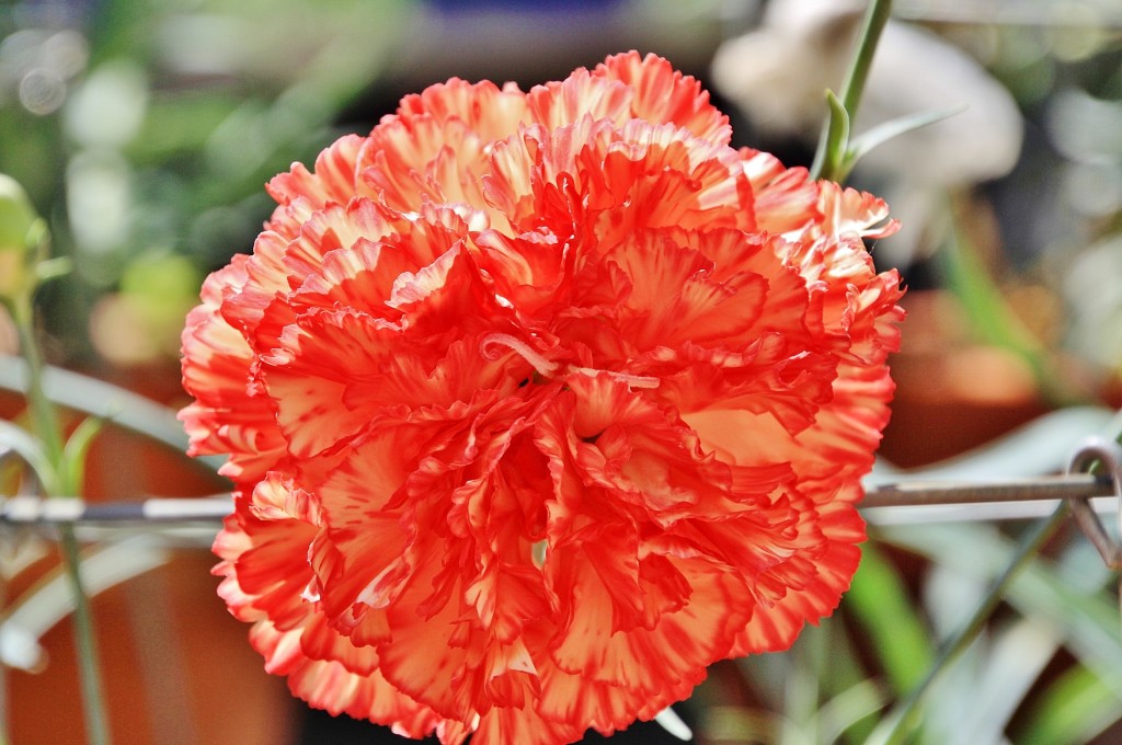 Foto: Exposición de claveles - Sitges (Barcelona), España