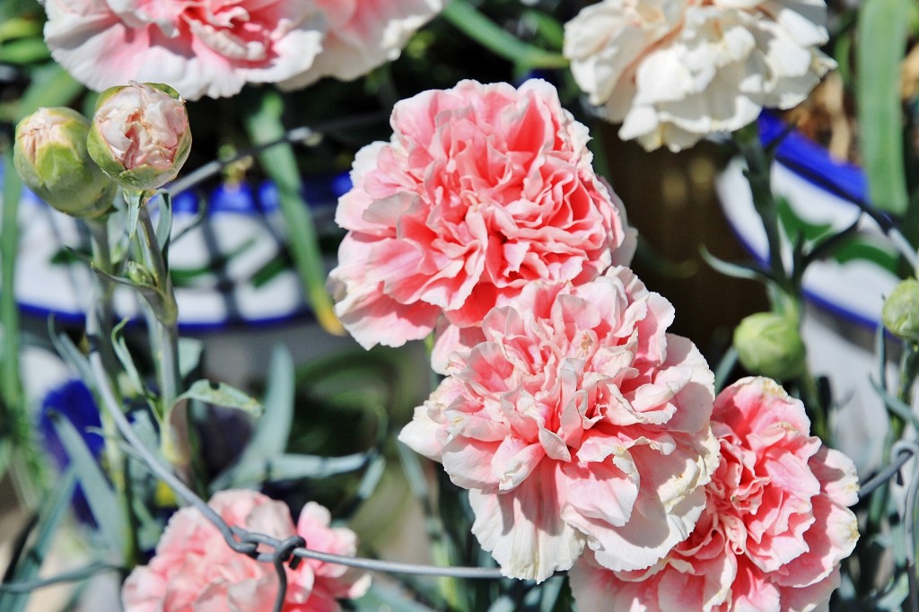 Foto: Exposición de claveles - Sitges (Barcelona), España