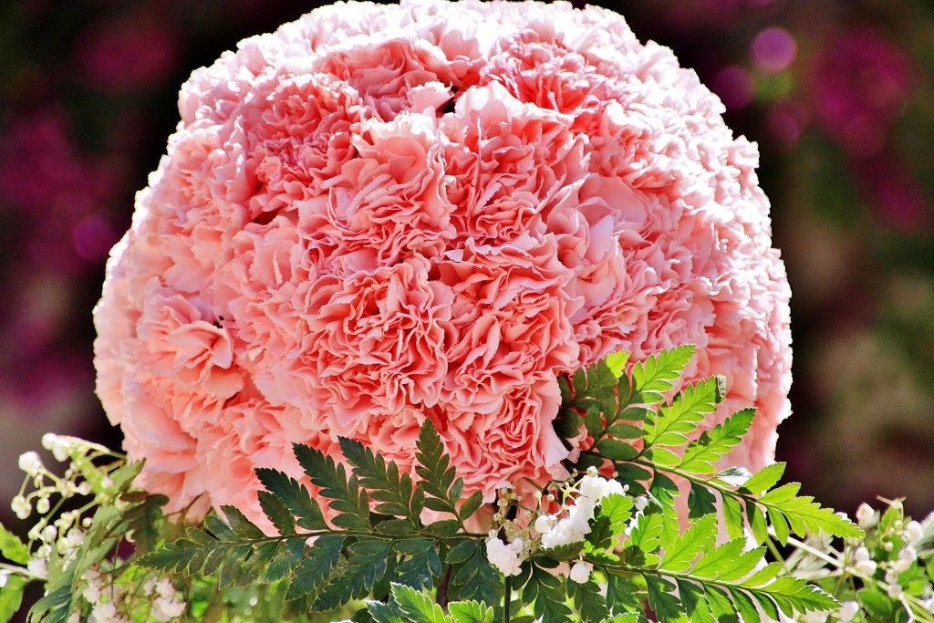 Foto: Exposición de claveles - Sitges (Barcelona), España