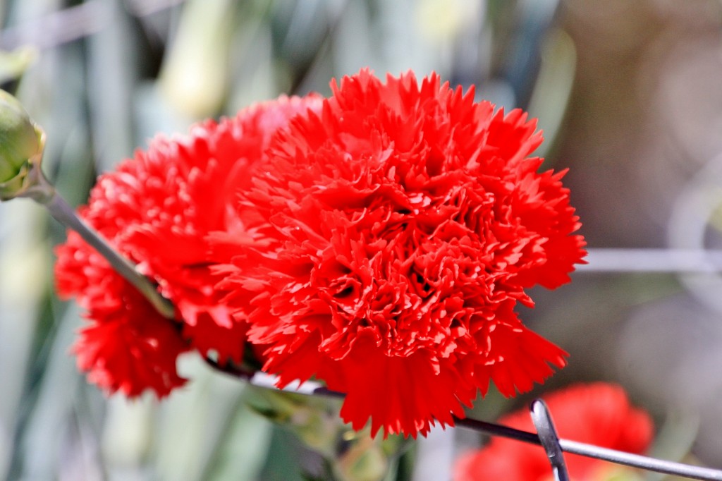 Foto: Exposición de claveles - Sitges (Barcelona), España